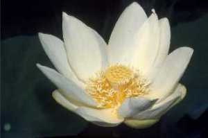 American water lotus blossom